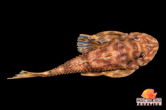 Pleco - Atabapo Butterfly L-052 Lg