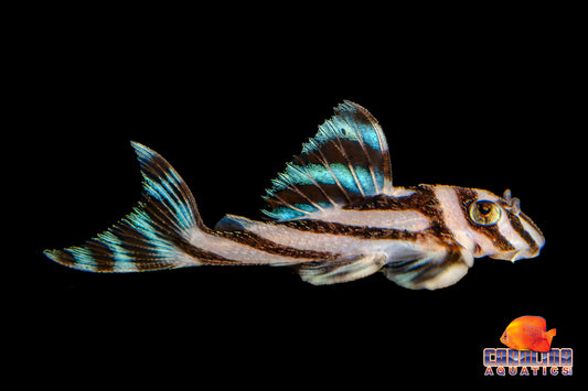 Pleco - Zebra L-046 T.R. 1.25in