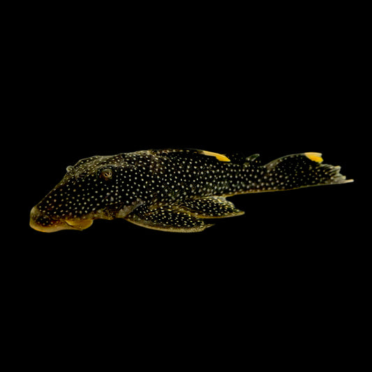 Pleco - Fine Spot Gold Nugget L-081 2in