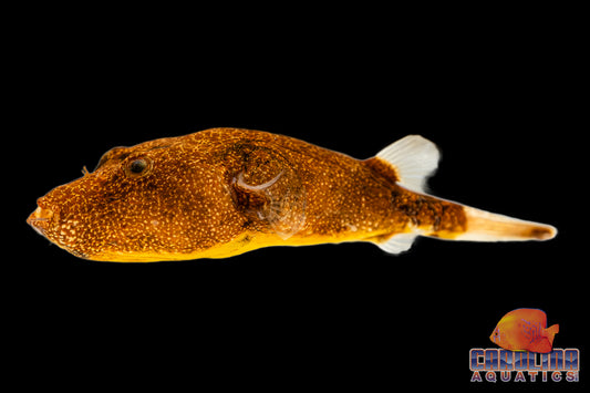 Misc - Puffer Congo Red Med