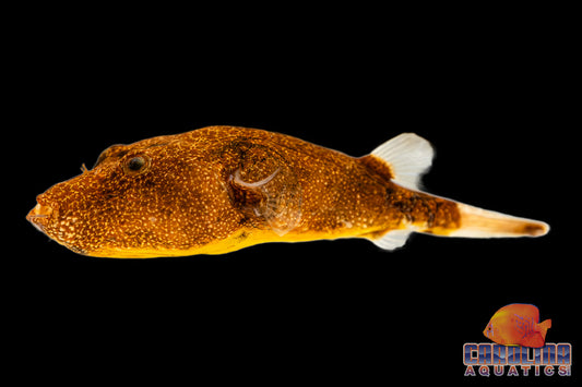 Misc - Puffer Congo Red Sml