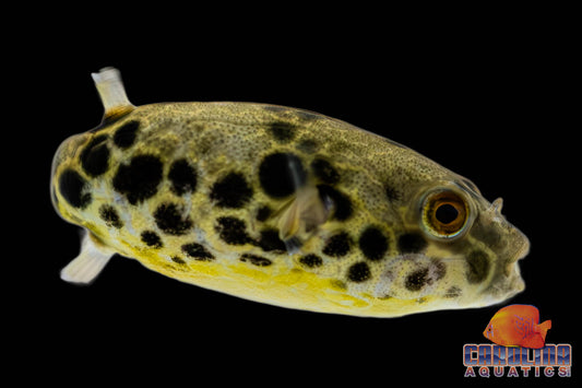 Misc - Puffer Congo Spotted Med