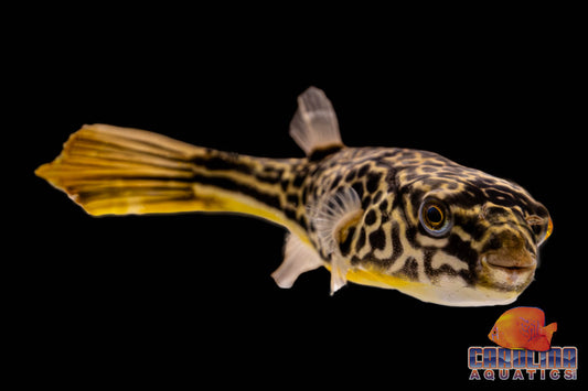 Misc - Puffer Mbu Med 3-4in