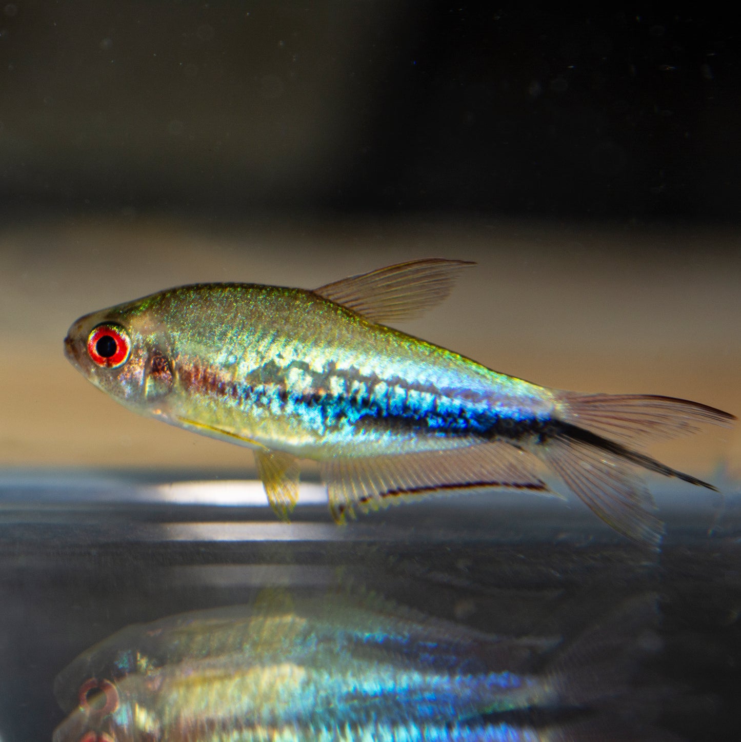 Tetra - Rainbow Emperor