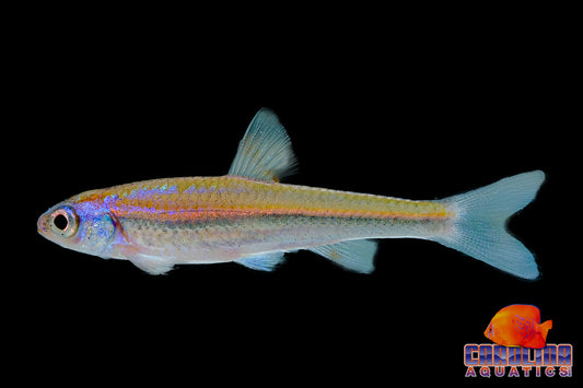 Danio - Rainbow Shiner Male 2in (Full Color)