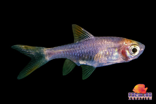 Tetra - Rasbora Harlequin Purple