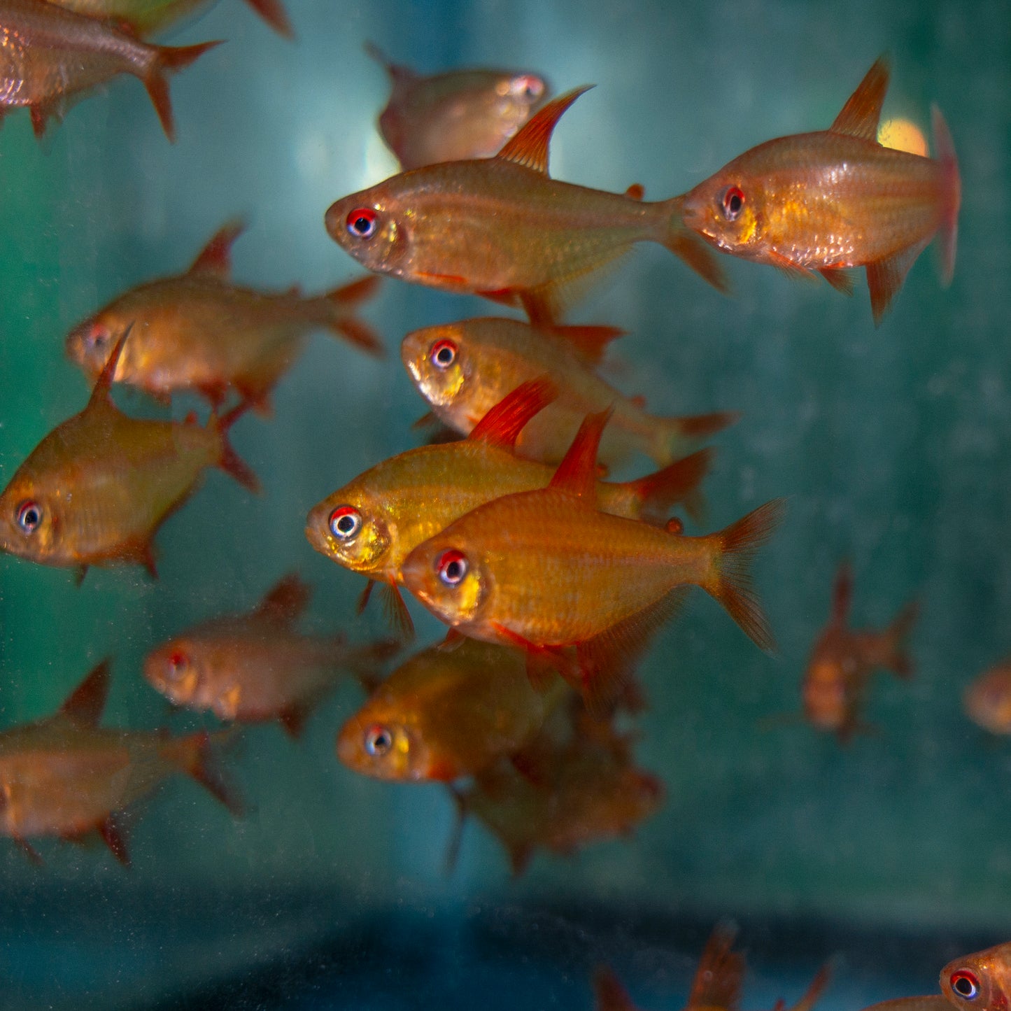 Tetra - Red Cherry Mato Grosso