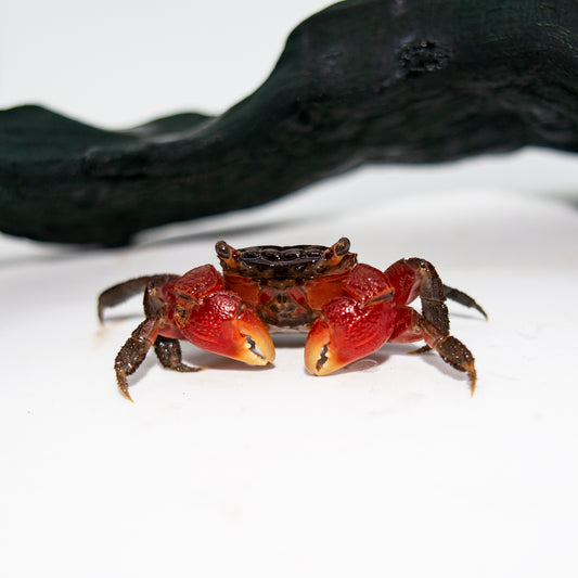 Invert - Crab Red Claw