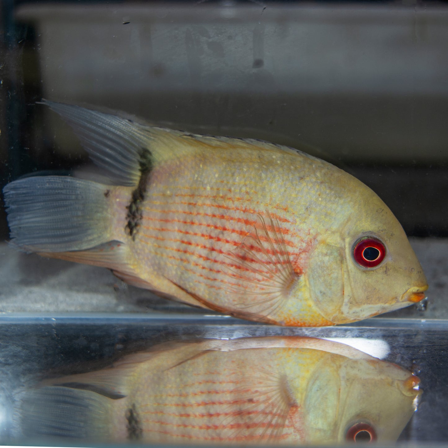 Cichlid - Severum Atabapo Red Mouthbrooder Lg