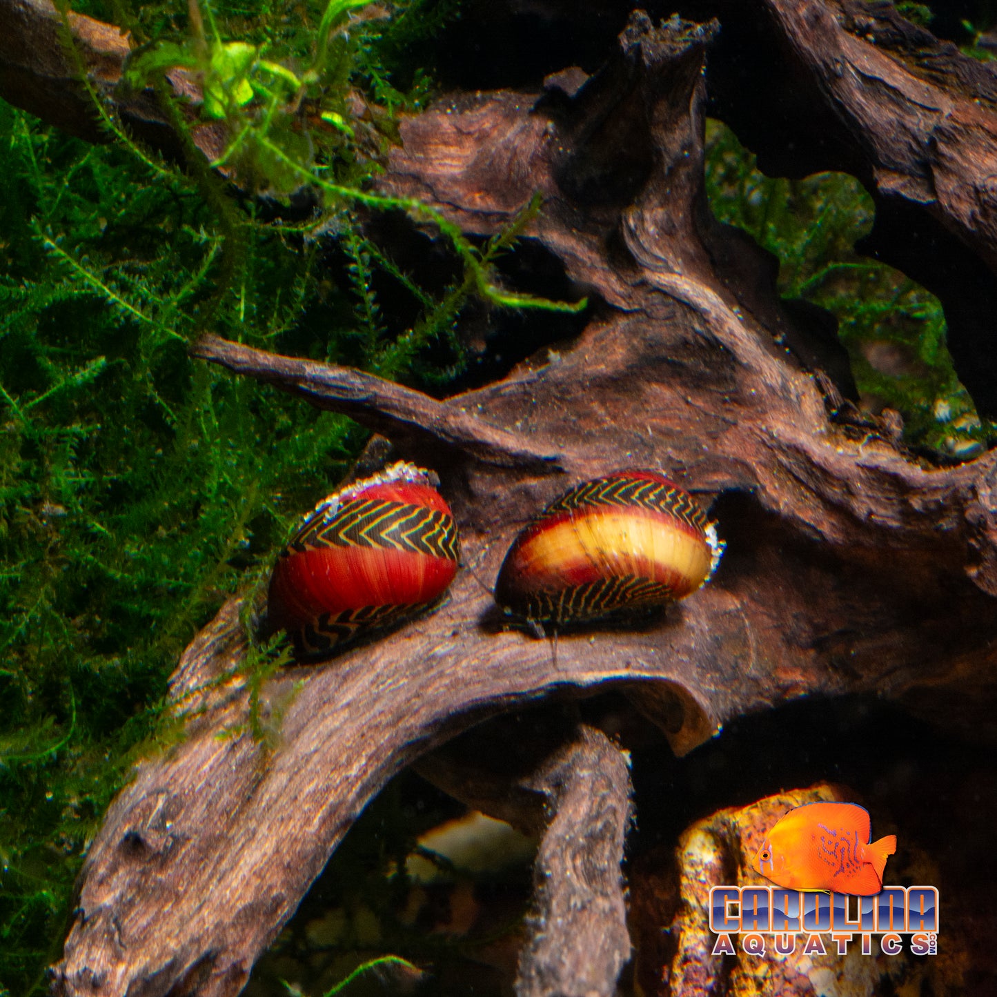 Invert - Snail Nerite Red Racer