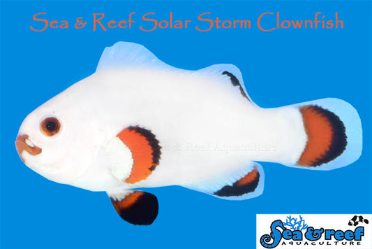 Clown - Solar Storm