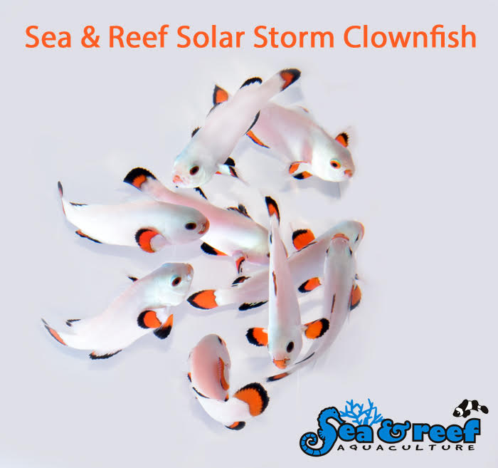 Clown - Solar Storm