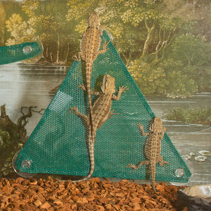 Lizard Ladder (one size fits all)
