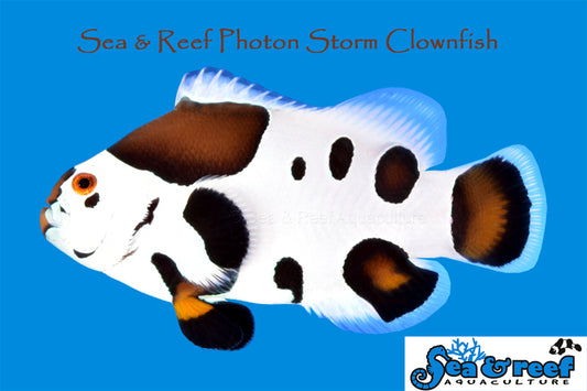 Clown - Storm Photon