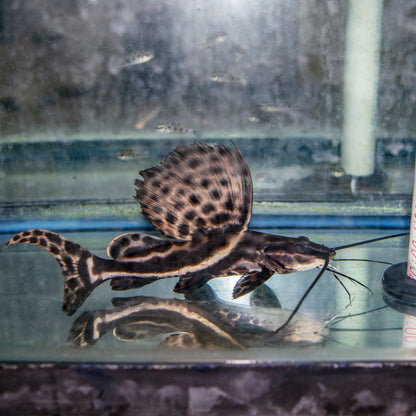 Catfish - Sailfin Pim XL