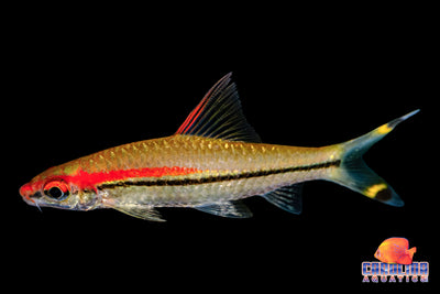 Shark - Roseline Karnataka Wild Lg