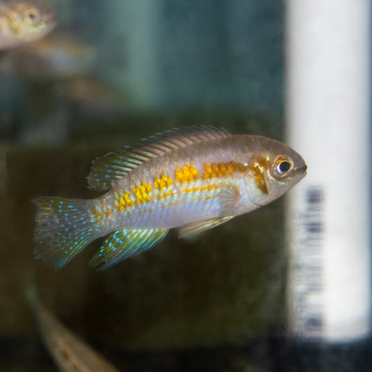 Cichlid - Acara Smiling Dwarf 2-2.5in