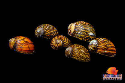 Invert - Snail Batik Nerite