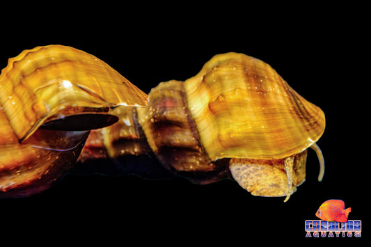 Invert - Snail Hercules Lg