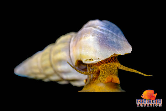 Invert - Snail Hercules White Lg