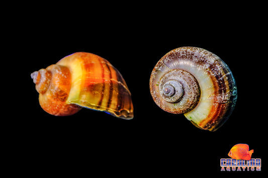 Invert - Snail Albino Mystery