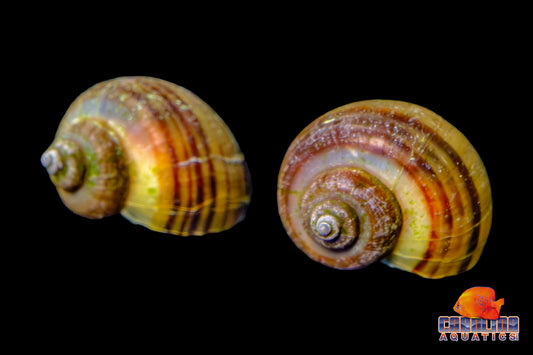 Invert - Snail Mystery Black