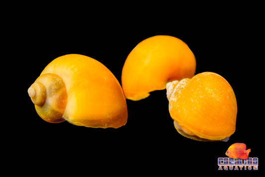Invert - Snail Mystery Gold
