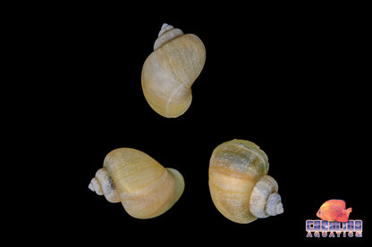 Invert - Snail Mystery Ivory