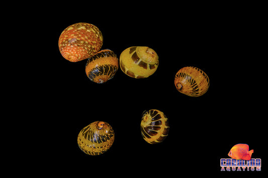 Invert - Snail Racetrack Pattern Nerite