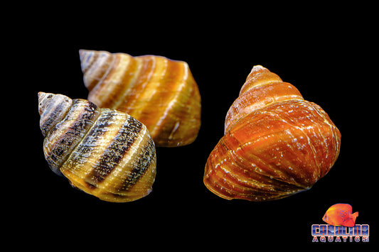 Invert - Snail Piano