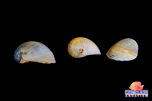 Invert - Snail White Racer Nerite