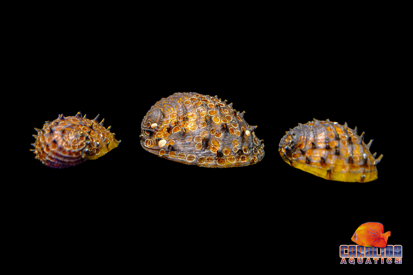 Invert - Snail Spiky Nerite Lg