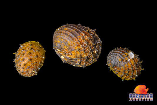 Invert - Snail Spiky Nerite Lg