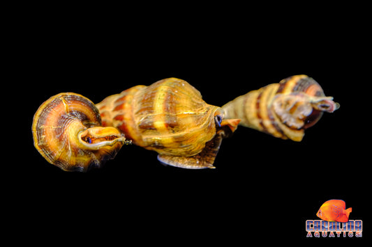 Invert - Snail Assassin