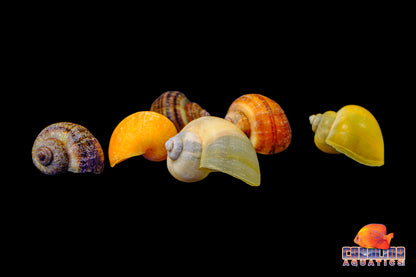 Invert - Snail Mystery Asst.