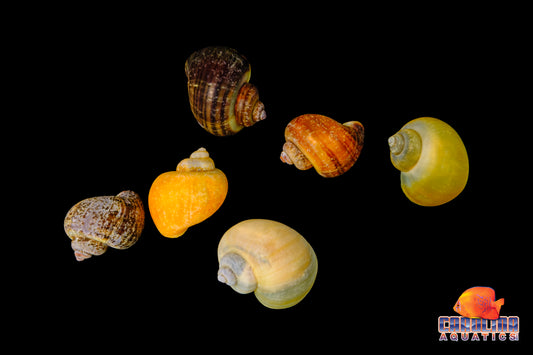 Invert - Snail Mystery Asst.