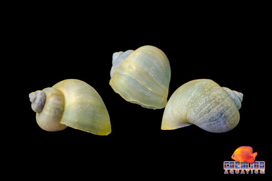 Invert - Snail Mystery Jade