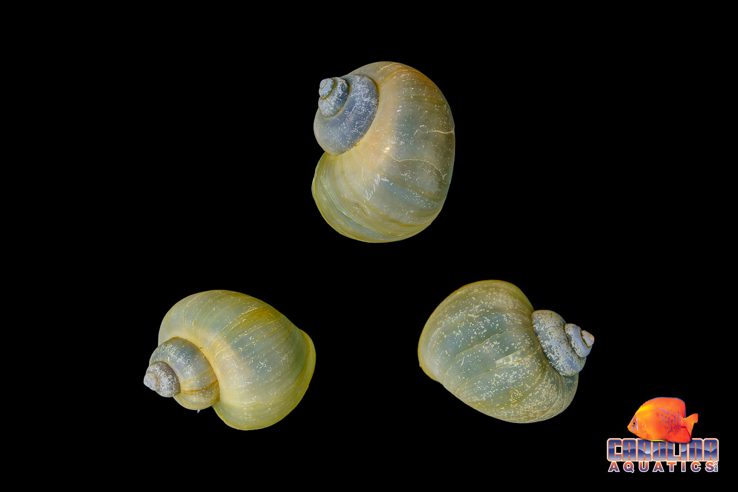 Invert - Snail Mystery Jade
