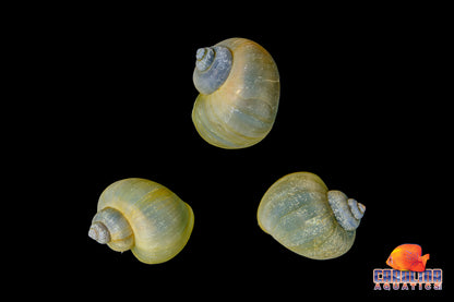 Invert - Snail Mystery Jade