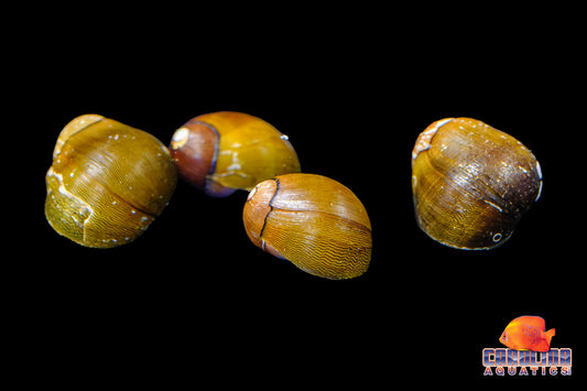 Invert - Snail Tiger Eye Nerite