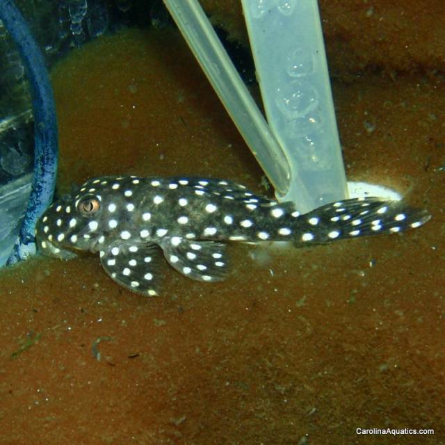 Pleco - Orinoco Snowball L-201