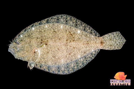 Misc - S.A. Freshwater Flounder M/L