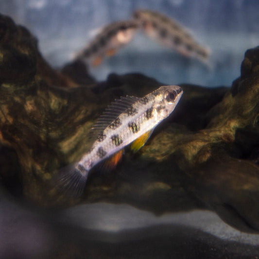 Cichlid - Spadetail Checkerboard Med