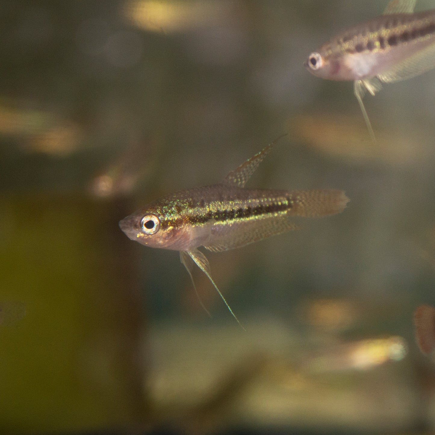 Gourami - Sparkling/Pygmy