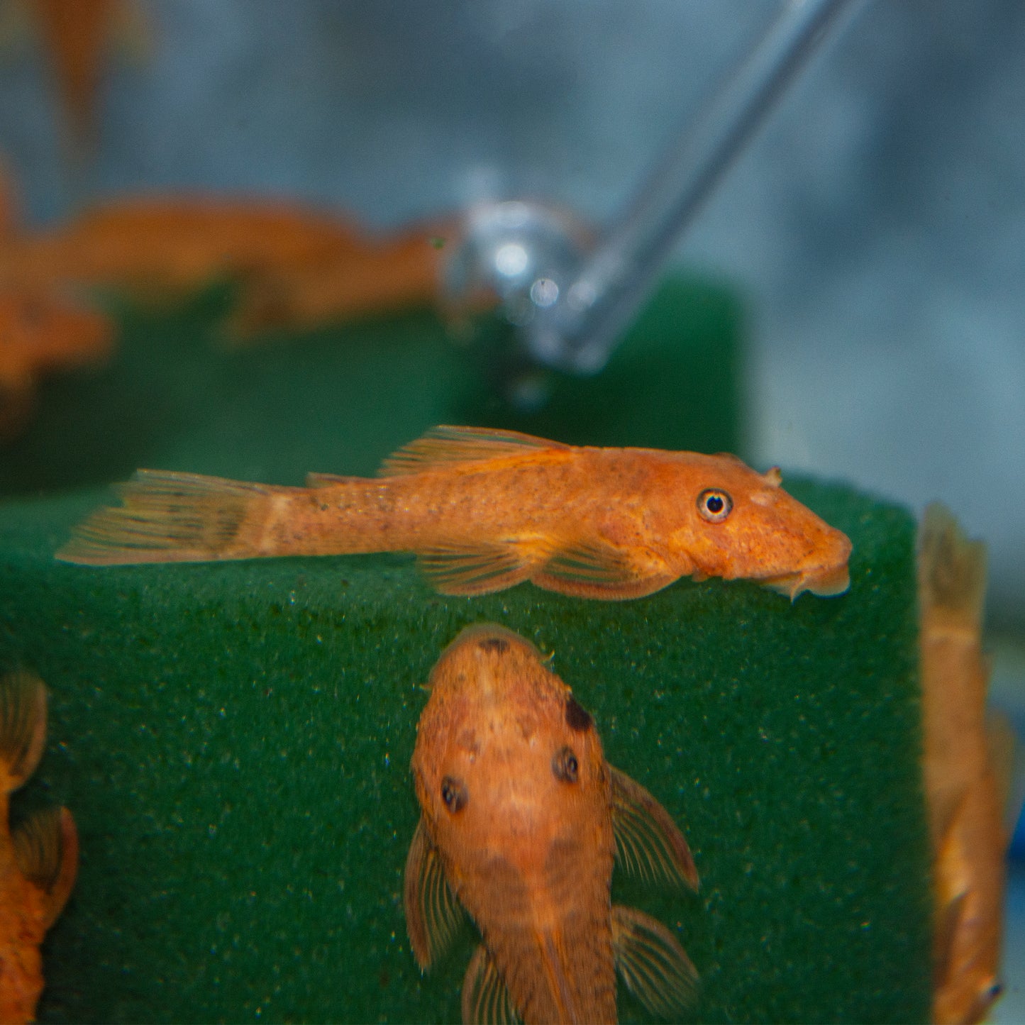 Pleco - Bushynose Super Red 2in.