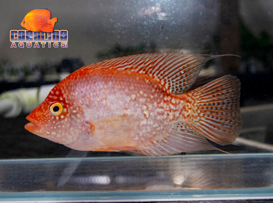 Cichlid - Tue Red Texas 3.5-4in.