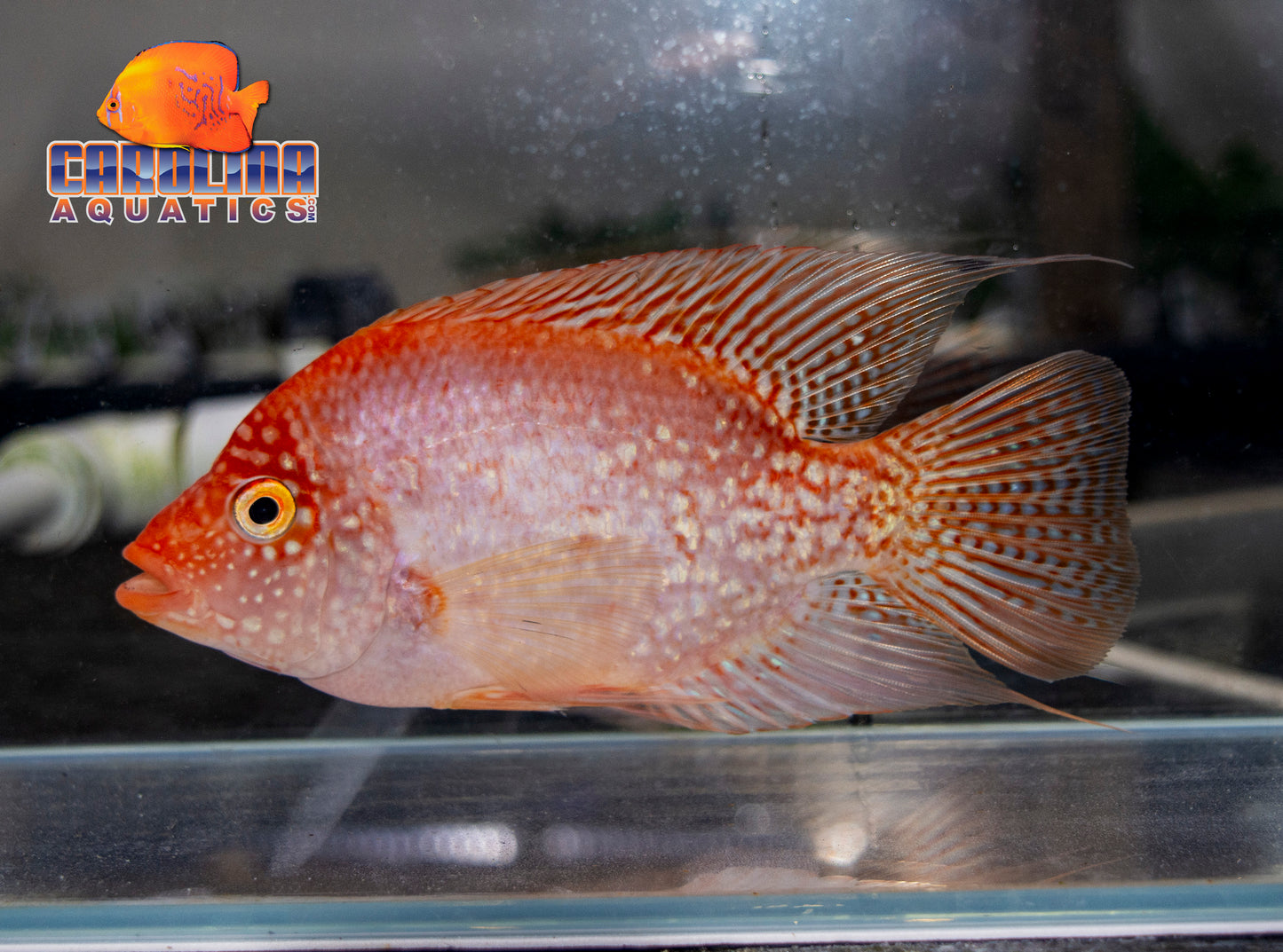 Cichlid - Tue Red Texas 4in.