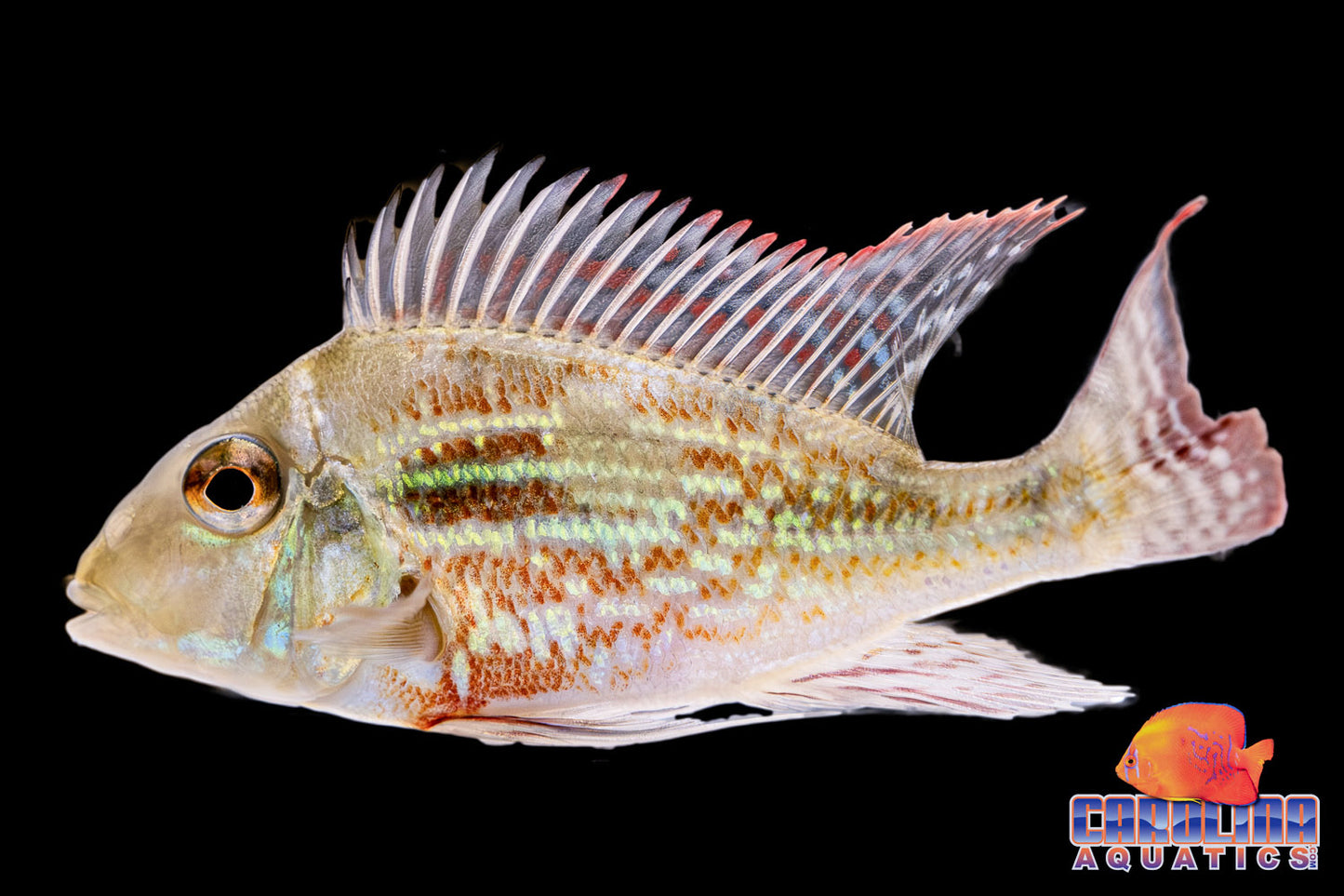 Cichlid - Eartheater Sveni Rio Parana JBO 6-8in