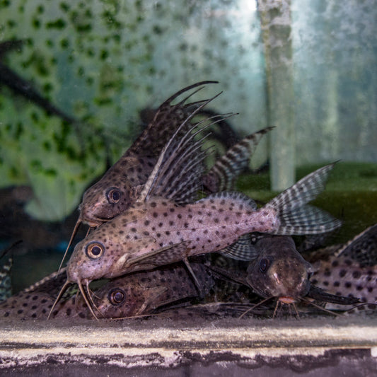 Catfish - Syno Eupterus Lg