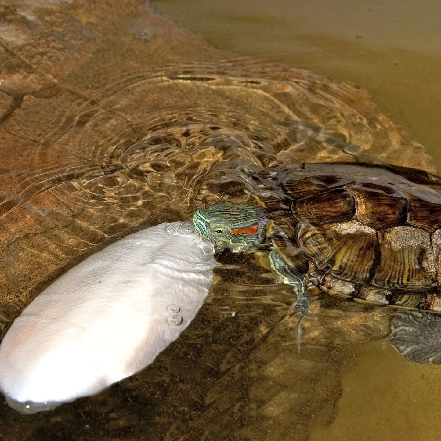 Turtle Bone